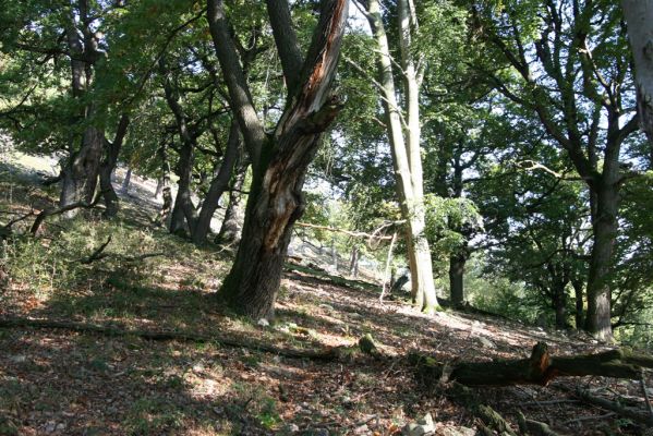 Veľký Klíž, 8.10.2016
Suťový les na vrchu Malá Suchá. 
Klíčová slova: Veľký Klíž vrch Malá Suchá