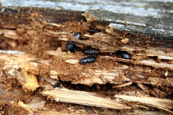 Veľký Klíž, 8.10.2016
Suťový les na vrchu Malá Suchá. Potemníci Menephilus cylindricus v trouchnivém dřevě borovice. 
Schlüsselwörter: Veľký Klíž vrch Malá Suchá Menephilus cylindricus