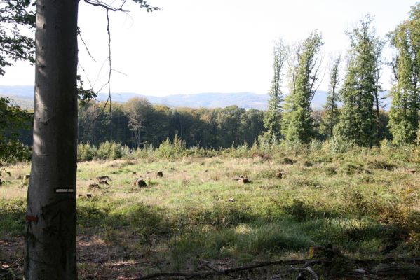 Veľký Klíž, 8.10.2016
Holoseč pod vrchem Malá Suchá. 
Klíčová slova: Veľký Klíž vrch Malá Suchá