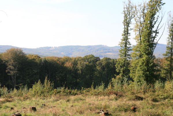 Veľký Klíž, 8.10.2016
Holoseč pod vrchem Malá Suchá. 
Klíčová slova: Veľký Klíž vrch Malá Suchá