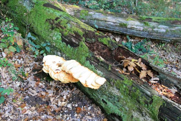 Veľký Klíž, 8.10.2016
Suťový les na vrchu Malá Suchá. 
Klíčová slova: Veľký Klíž vrch Malá Suchá Ampedus praeustus