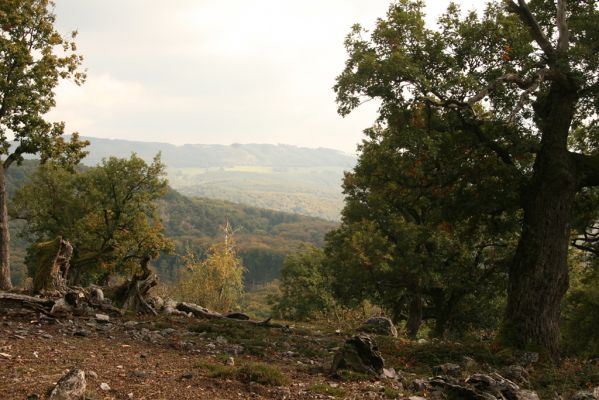Veľký Klíž, 8.10.2016
Suťový les na vrchu Malá Suchá.
Klíčová slova: Veľký Klíž vrch Malá Suchá