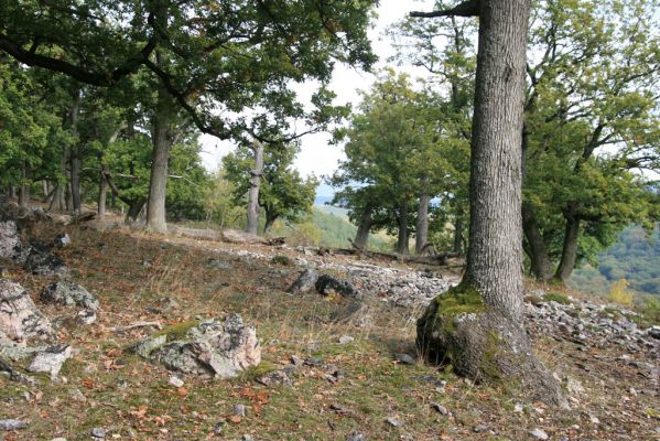 Veľký Klíž, 8.10.2016
Lesostepní formace v suťovém lese na vrchu Malá Suchá.
Schlüsselwörter: Veľký Klíž vrch Malá Suchá