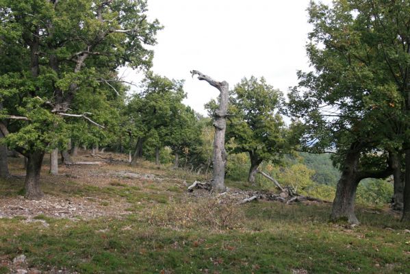 Veľký Klíž, 8.10.2016
Lesostepní formace v suťovém lese na vrchu Malá Suchá.
Klíčová slova: Veľký Klíž vrch Malá Suchá