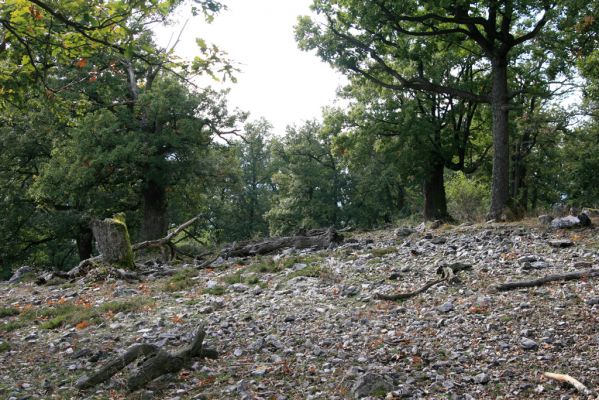 Veľký Klíž, 8.10.2016
Suťový les na vrchu Malá Suchá.
Klíčová slova: Veľký Klíž vrch Malá Suchá