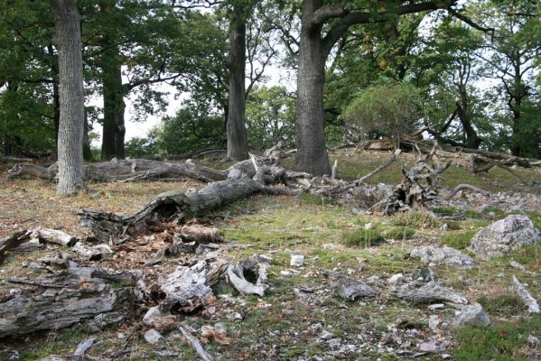 Veľký Klíž, 8.10.2016
Suťový les na vrchu Malá Suchá.
Klíčová slova: Veľký Klíž vrch Malá Suchá