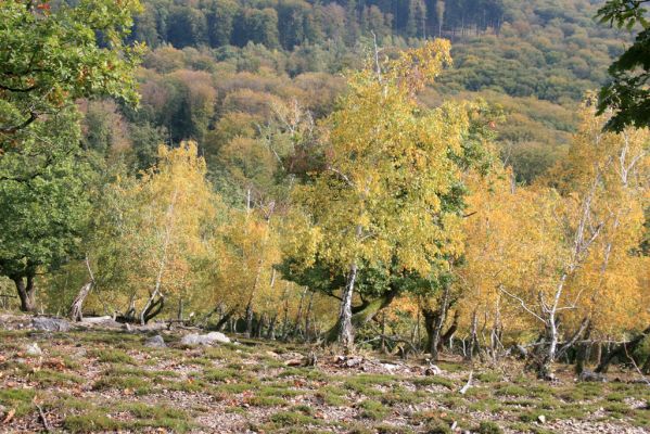 Veľký Klíž, 8.10.2016
Vřesoviště s břízami v suťovém lese na vrchu Malá Suchá.
Klíčová slova: Veľký Klíž vrch Malá Suchá