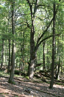 Veľký Klíž, 8.10.2016
Suťový les na vrchu Malá Suchá. 
Klíčová slova: Veľký Klíž vrch Malá Suchá