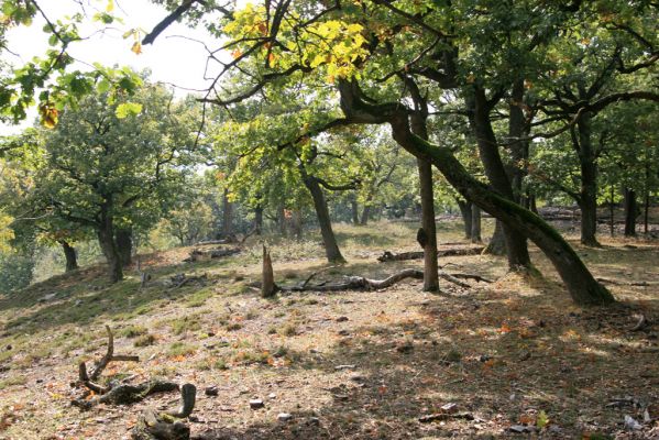 Veľký Klíž, 8.10.2016
Lesostepní formace v suťovém lese na vrchu Malá Suchá.
Klíčová slova: Veľký Klíž vrch Malá Suchá