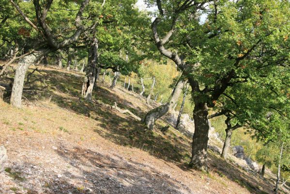 Veľký Klíž, 8.10.2016
Lesostepní formace v suťovém lese na vrchu Malá Suchá.
Klíčová slova: Veľký Klíž vrch Malá Suchá