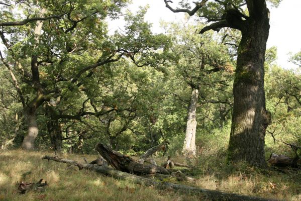 Veľký Klíž, 8.10.2016
Suťový les na vrchu Malá Suchá.
Keywords: Veľký Klíž vrch Malá Suchá