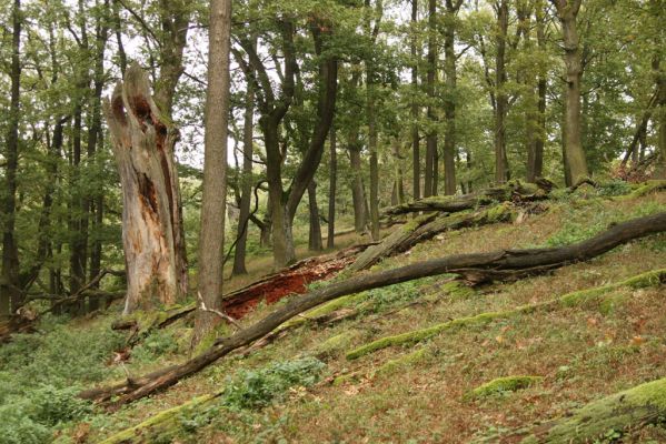 Veľký Klíž, 8.10.2016
Suťový les na vrchu Malá Suchá.
Klíčová slova: Veľký Klíž vrch Malá Suchá Gnorimus variabilis