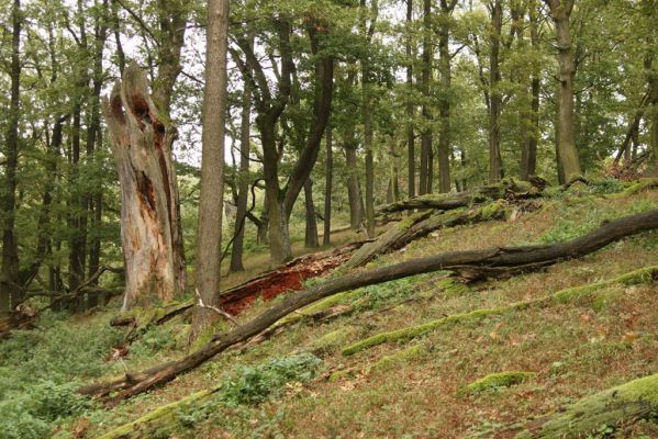 Veľký Klíž, 8.10.2016
Suťový les na vrchu Malá Suchá.
Keywords: Veľký Klíž vrch Malá Suchá Gnorimus variabilis