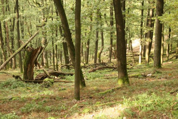 Veľký Klíž, 8.10.2016
Suťový les na vrchu Malá Suchá.
Keywords: Veľký Klíž vrch Malá Suchá