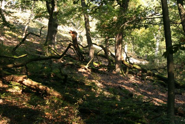 Veľký Klíž, 8.10.2016
Suťový les na vrchu Malá Suchá. 
Klíčová slova: Veľký Klíž vrch Malá Suchá