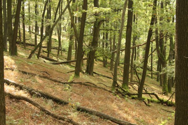 Veľký Klíž, 8.10.2016
Suťový les na vrchu Malá Suchá.
Klíčová slova: Veľký Klíž vrch Malá Suchá