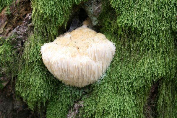Veľký Klíž, 8.10.2016
Suťový les na vrchu Malá Suchá.
Schlüsselwörter: Veľký Klíž vrch Malá Suchá