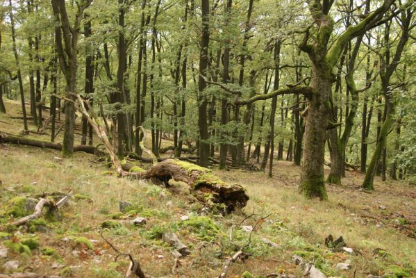 Veľký Klíž, 8.10.2016
Suťový les na vrchu Malá Suchá.
Klíčová slova: Veľký Klíž vrch Malá Suchá