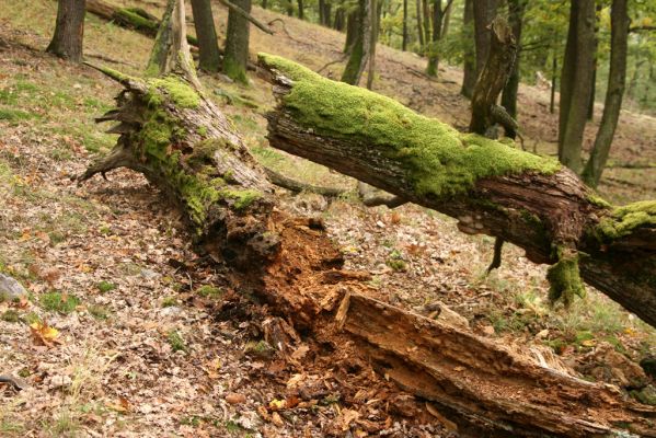 Veľký Klíž, 8.10.2016
Suťový les na vrchu Malá Suchá.
Klíčová slova: Veľký Klíž vrch Malá Suchá Gnorimus variabilis Ampedus praeustus