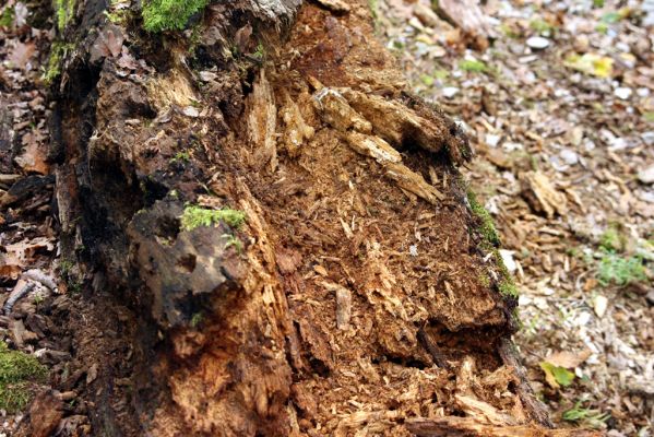 Veľký Klíž, 8.10.2016
Suťový les na vrchu Malá Suchá.
Klíčová slova: Veľký Klíž vrch Malá Suchá