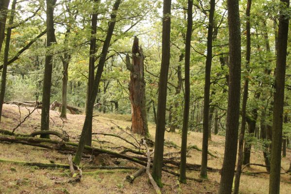 Veľký Klíž, 8.10.2016
Suťový les na vrchu Malá Suchá.
Keywords: Veľký Klíž vrch Malá Suchá