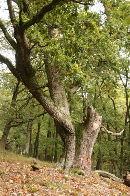 Veľký Klíž, 8.10.2016
Suťový les na vrchu Malá Suchá.
Klíčová slova: Veľký Klíž vrch Malá Suchá