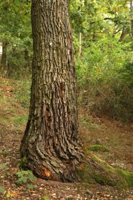 Veľký Klíž, 8.10.2016
Suťový les na vrchu Malá Suchá.
Klíčová slova: Veľký Klíž vrch Malá Suchá Brachygonus ruficeps