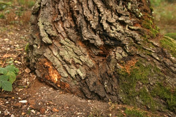 Veľký Klíž, 8.10.2016
Dub v suťovém lese na vrchu Malá Suchá.
Klíčová slova: Veľký Klíž vrch Malá Suchá Brachygonus ruficeps
