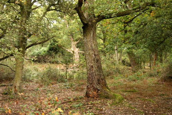 Veľký Klíž, 8.10.2016
Suťový les na vrchu Malá Suchá.
Klíčová slova: Veľký Klíž vrch Malá Suchá Brachygonus ruficeps