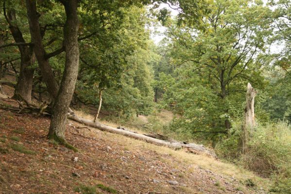 Veľký Klíž, 8.10.2016
Suťový les na vrchu Malá Suchá.
Klíčová slova: Veľký Klíž vrch Malá Suchá