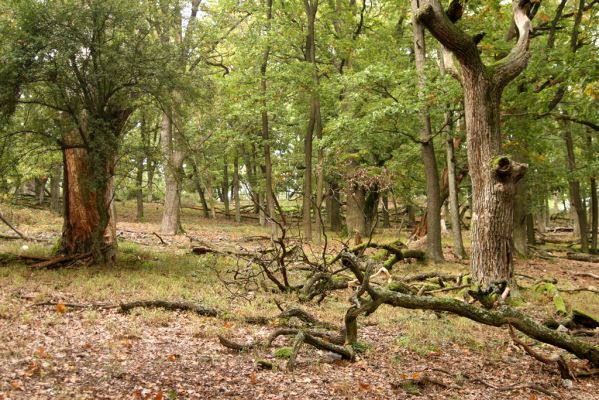 Veľký Klíž, 8.10.2016
Suťový les na vrchu Malá Suchá.
Mots-clés: Veľký Klíž vrch Malá Suchá
