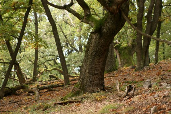 Veľký Klíž, 8.10.2016
Suťový les na vrchu Malá Suchá.
Klíčová slova: Veľký Klíž vrch Malá Suchá
