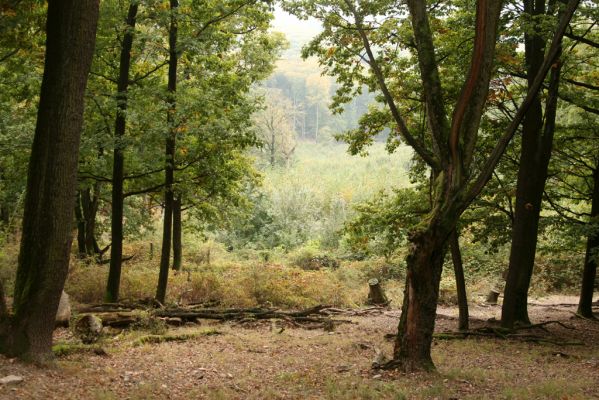 Veľký Klíž, 8.10.2016
Suťový les na vrchu Malá Suchá.
Schlüsselwörter: Veľký Klíž vrch Malá Suchá