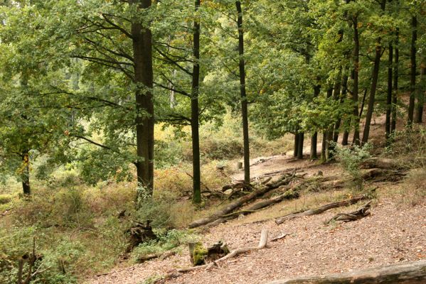 Veľký Klíž, 8.10.2016
Suťový les na vrchu Malá Suchá.
Klíčová slova: Veľký Klíž vrch Malá Suchá
