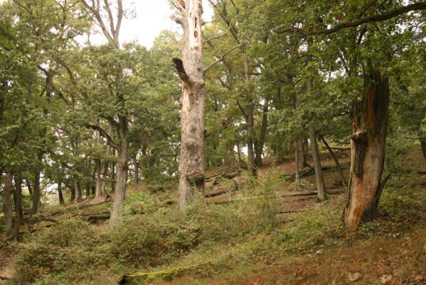 Veľký Klíž, 8.10.2016
Suťový les na vrchu Malá Suchá.
Klíčová slova: Veľký Klíž vrch Malá Suchá