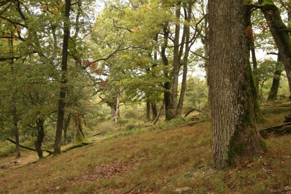 Veľký Klíž, 8.10.2016
Suťový les na vrchu Malá Suchá.
Klíčová slova: Veľký Klíž vrch Malá Suchá