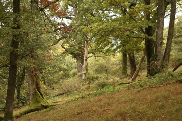 Veľký Klíž, 8.10.2016
Suťový les na vrchu Malá Suchá.
Schlüsselwörter: Veľký Klíž vrch Malá Suchá