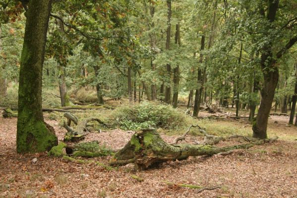 Veľký Klíž, 8.10.2016
Suťový les na vrchu Malá Suchá.
Schlüsselwörter: Veľký Klíž vrch Malá Suchá