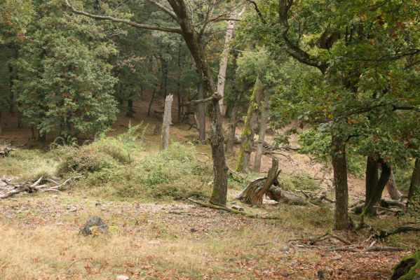 Veľký Klíž, 8.10.2016
Lesostepní formace v suťovém lese na vrchu Malá Suchá.
Klíčová slova: Veľký Klíž vrch Malá Suchá