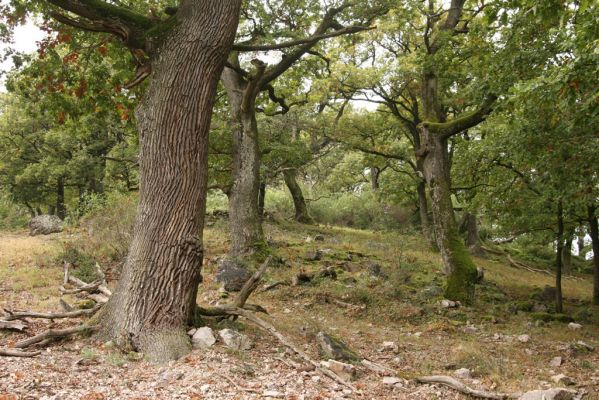 Veľký Klíž, 8.10.2016
Suťový les na vrchu Malá Suchá.
Mots-clés: Veľký Klíž vrch Malá Suchá