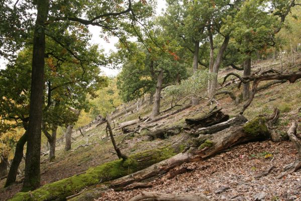 Veľký Klíž, 8.10.2016
Suťový les na vrchu Malá Suchá.
Schlüsselwörter: Veľký Klíž vrch Malá Suchá