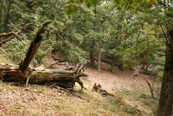 Veľký Klíž, 8.10.2016
Suťový les na vrchu Malá Suchá.
Schlüsselwörter: Veľký Klíž vrch Malá Suchá