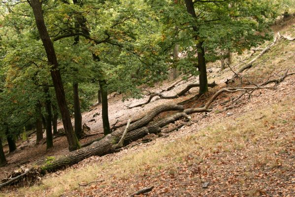 Veľký Klíž, 8.10.2016
Suťový les na vrchu Malá Suchá.
Schlüsselwörter: Veľký Klíž vrch Malá Suchá