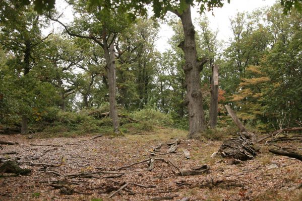 Veľký Klíž, 8.10.2016
Suťový les na vrchu Malá Suchá.
Klíčová slova: Veľký Klíž vrch Malá Suchá