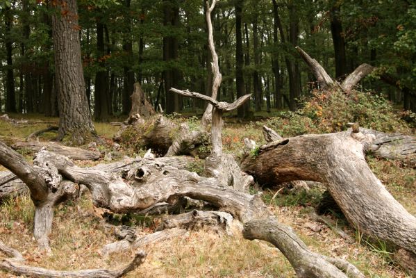 Veľký Klíž, 8.10.2016
Suťový les na vrchu Malá Suchá.
Klíčová slova: Veľký Klíž vrch Malá Suchá