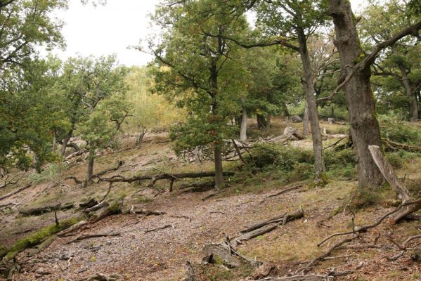 Veľký Klíž, 8.10.2016
Suťový les na vrchu Malá Suchá.
Klíčová slova: Veľký Klíž vrch Malá Suchá