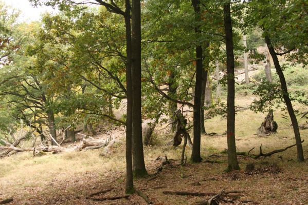 Veľký Klíž, 8.10.2016
Suťový les na vrchu Malá Suchá.
Keywords: Veľký Klíž vrch Malá Suchá