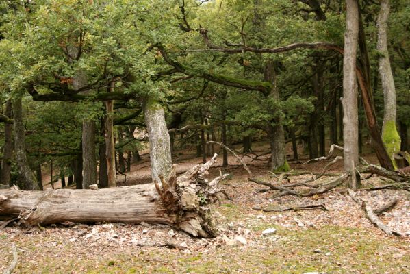 Veľký Klíž, 8.10.2016
Suťový les na vrchu Malá Suchá.
Klíčová slova: Veľký Klíž vrch Malá Suchá