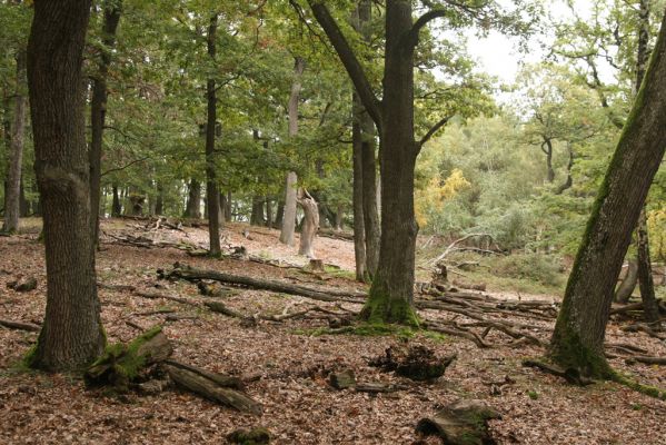 Jedľové Kostoľany, 26.10.2013
Suťový les na vrchu Malá Suchá.
Klíčová slova: Veľký Klíž vrch Malá Suchá