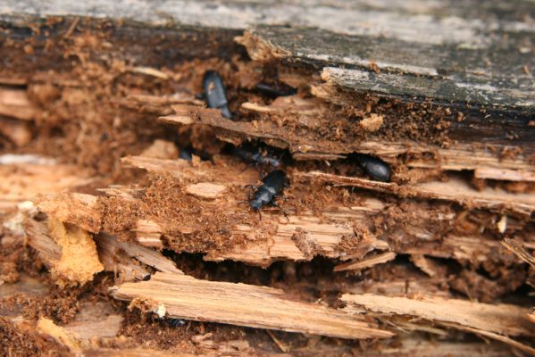 Veľký Klíž, 8.10.2016
Suťový les na vrchu Malá Suchá, padlý borový kmen - zimující potemníci Menephilus cylindricus.
Klíčová slova: Veľký Klíž vrch Malá Suchá Menephilus cylindricus